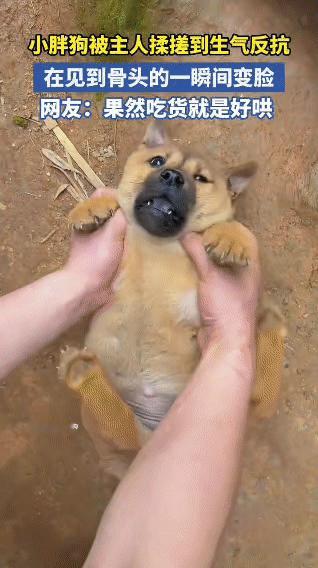 小胖狗被揉到生气，见骨头瞬间变脸，网友笑疯：吃货太好哄了！

谁懂啊！这只小胖狗