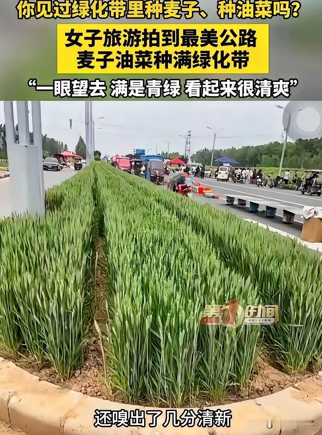 近日，河南安阳，女子走在公路上，突然发现一条绿化带没种花没种草，种的竟然是油菜和
