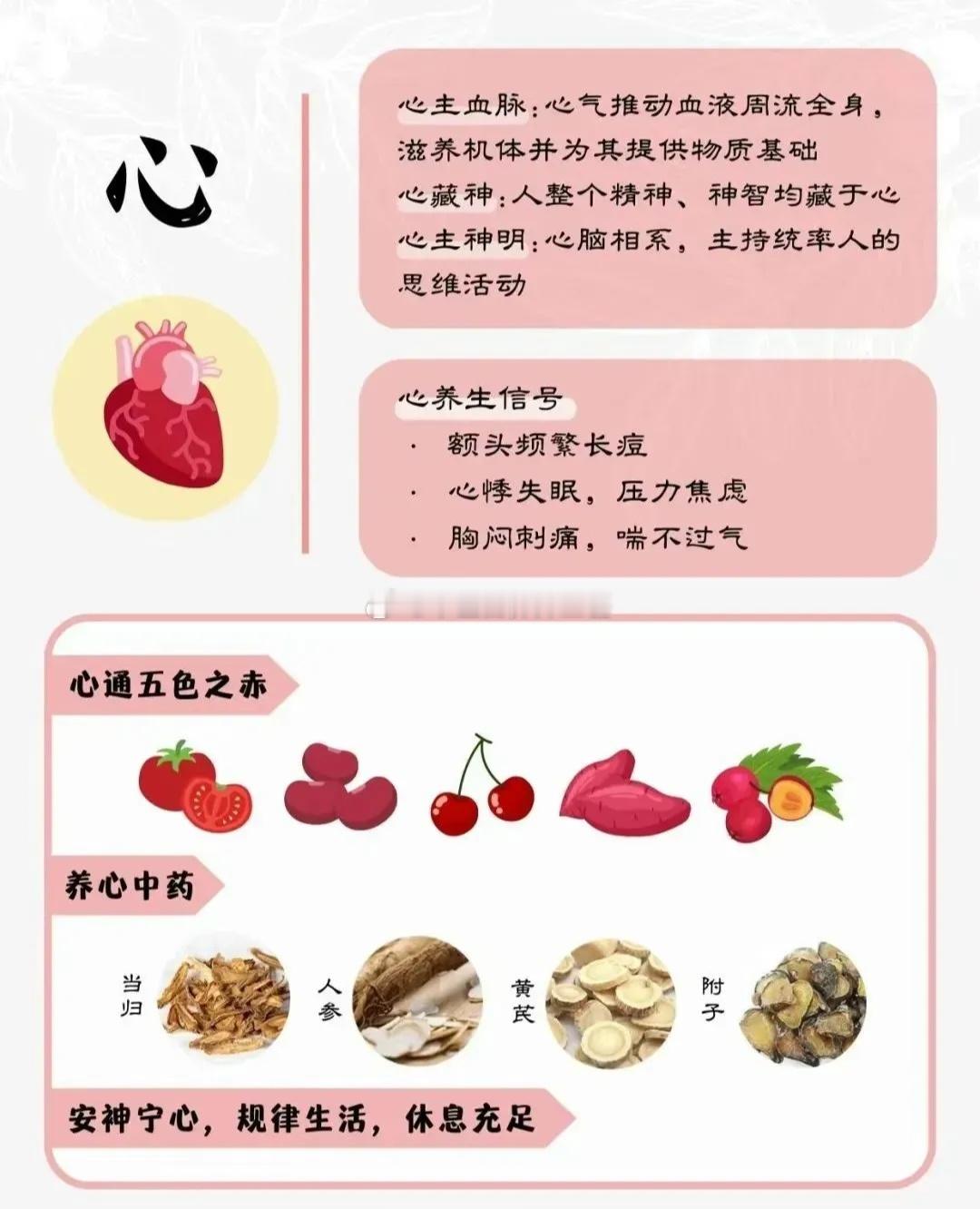 ❶手少阴心经补泻引药物选择：补——柏子仁、泻——黄连；引经——细辛❷足厥阴肝经补