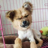 小珠爱谈情感