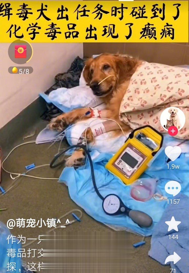 缉毒犬经常与各种毒品打交道，其中包含化学毒品，对缉毒犬的生命造成极大的危害。金毛