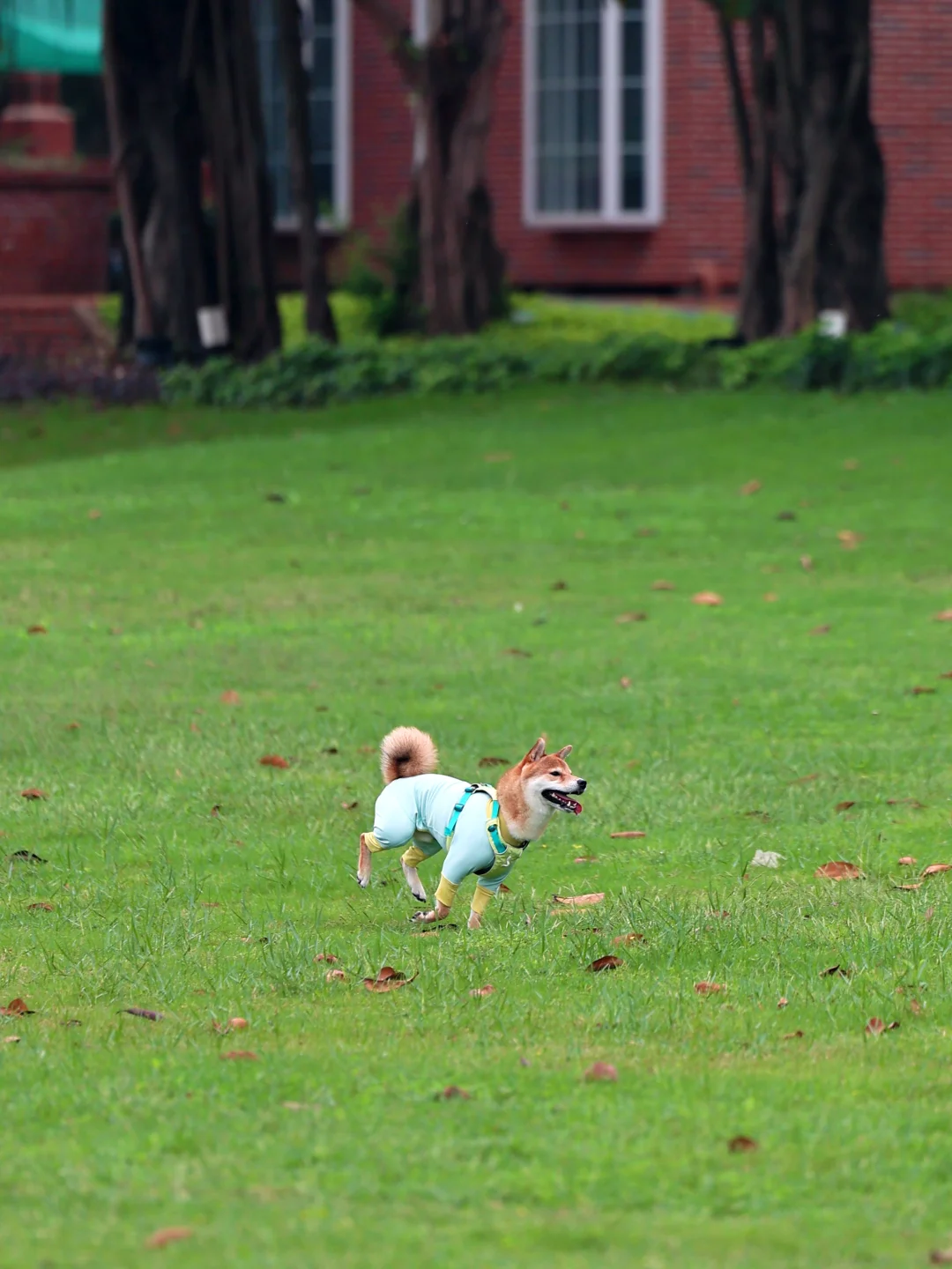 感谢身边都是温柔的人 和我们相伴的毛孩子