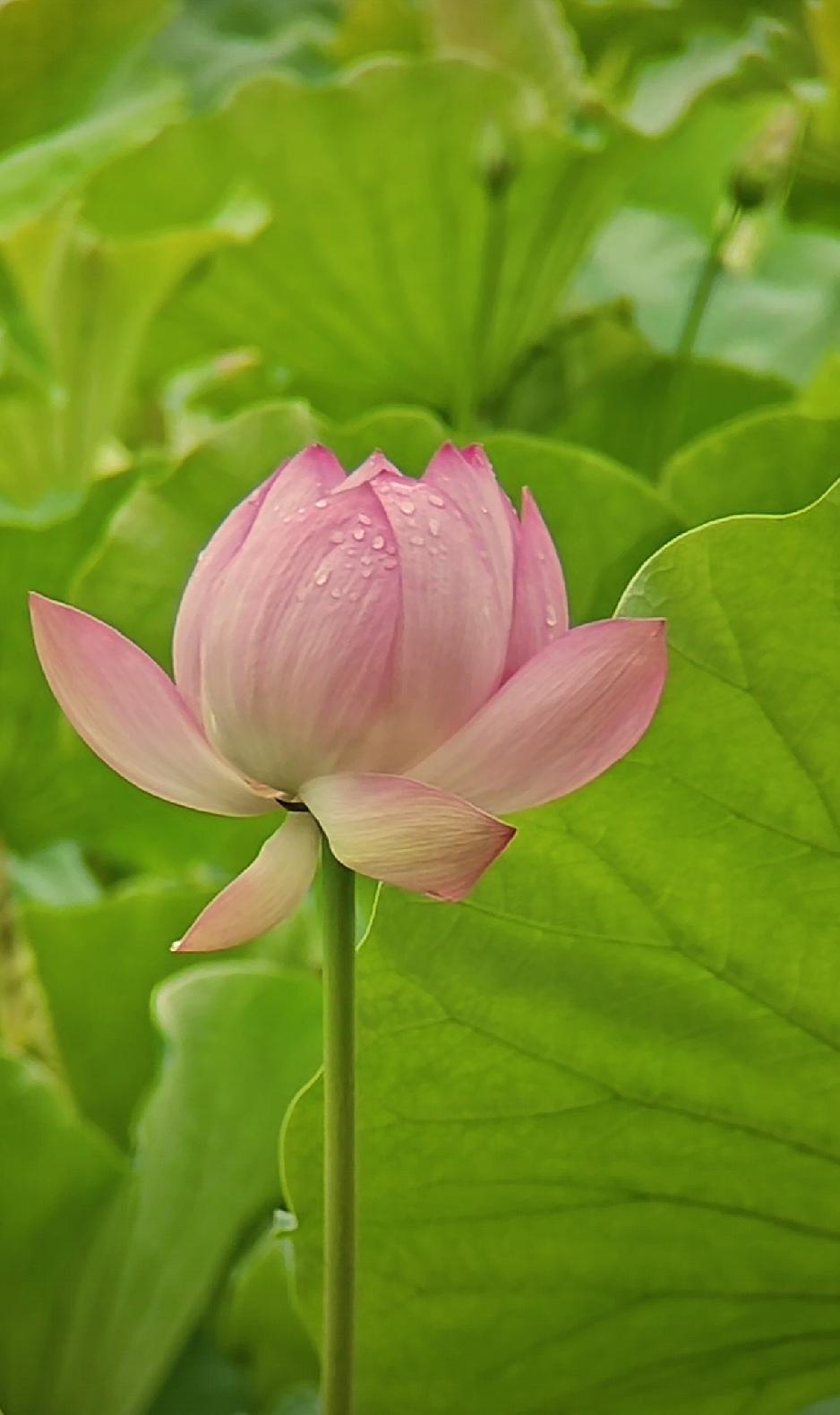 谁有花草照片，可以晒下吗随手拍～