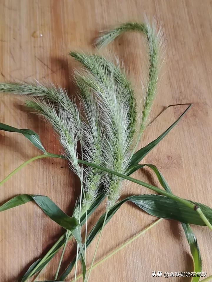 上午有人敲门，打开门一看，是以前来我家带过二宝的一个阿姨。

她进门拿出一把狗尾