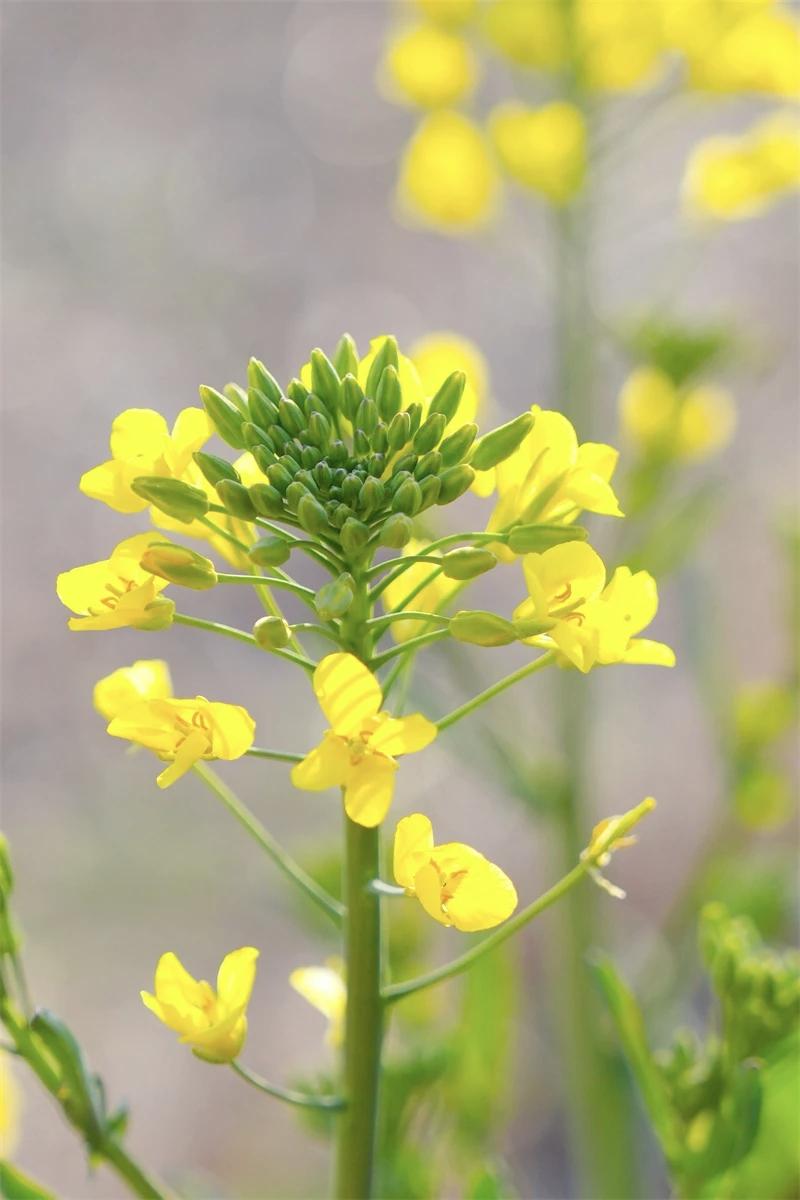 【四月的馈赠，是温柔的好天气和慢慢变好的自己】
        四月，就像大自然