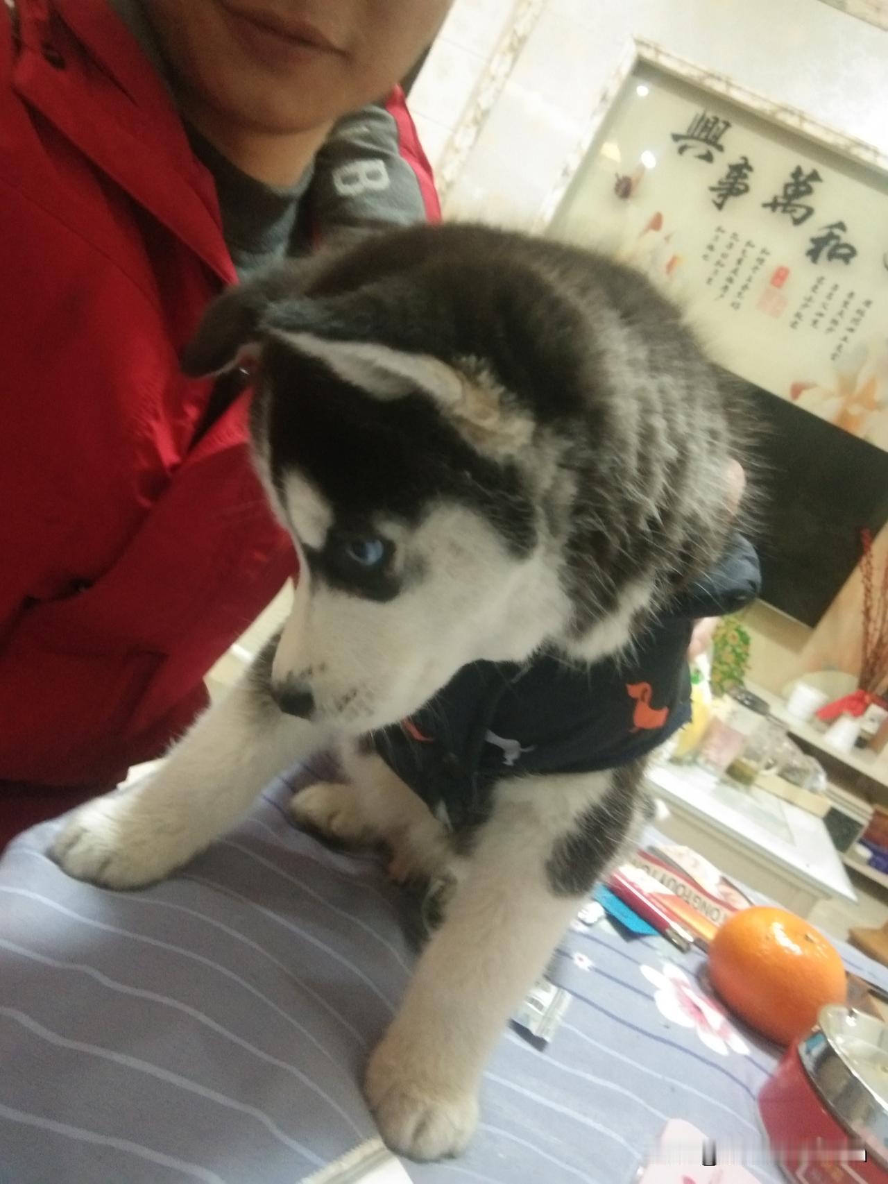 它的叫名字“旺仔”，几年前跑出去就再也没回来。一直是我心里的一块伤疤，现在想起来