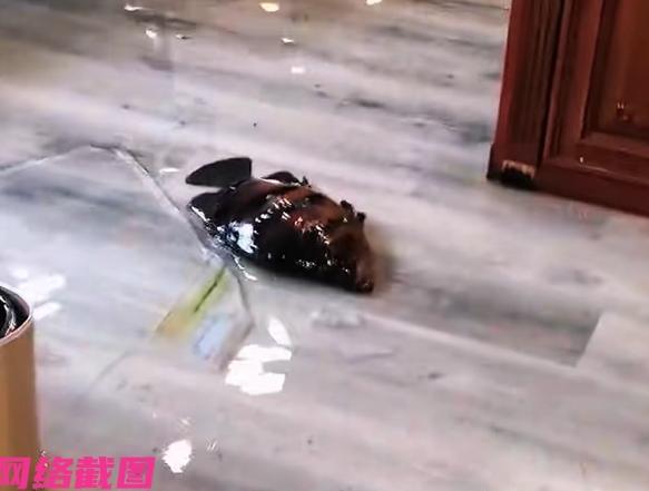 江苏无锡有男子喜欢饲养宠物鱼，结果没想到几条价值不菲的名贵宠物鱼，却因所处鱼缸的