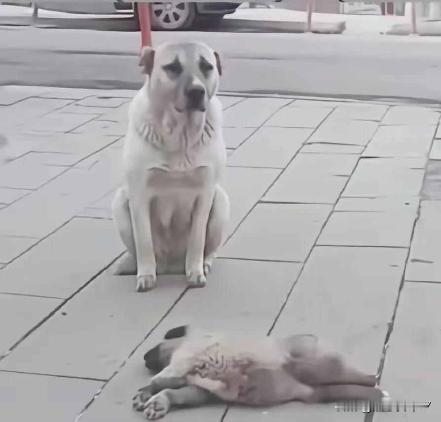 早餐店前的一脚，踹碎的何止是一条狗命
 
清晨的早餐店飘着米粥香，一只瘦得肋骨分