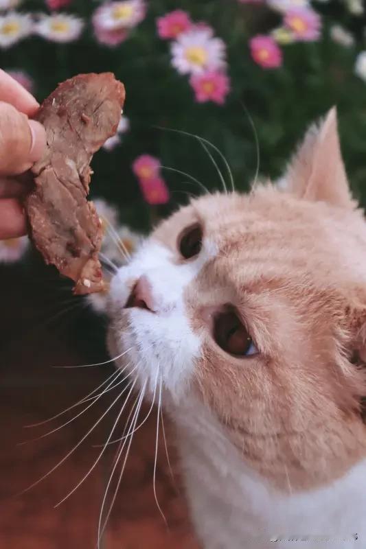 上联:天天想吃肉
下联:日日盼你归