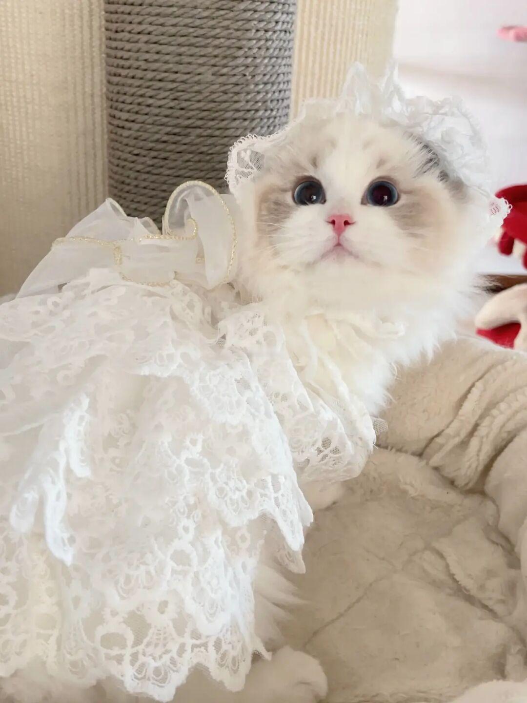 是淑女还是狼外婆？