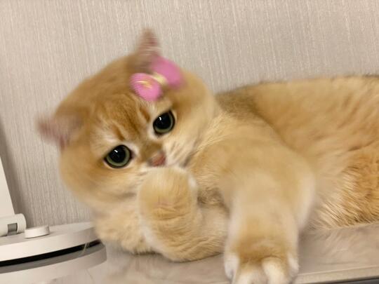小小的脑袋大大的五官