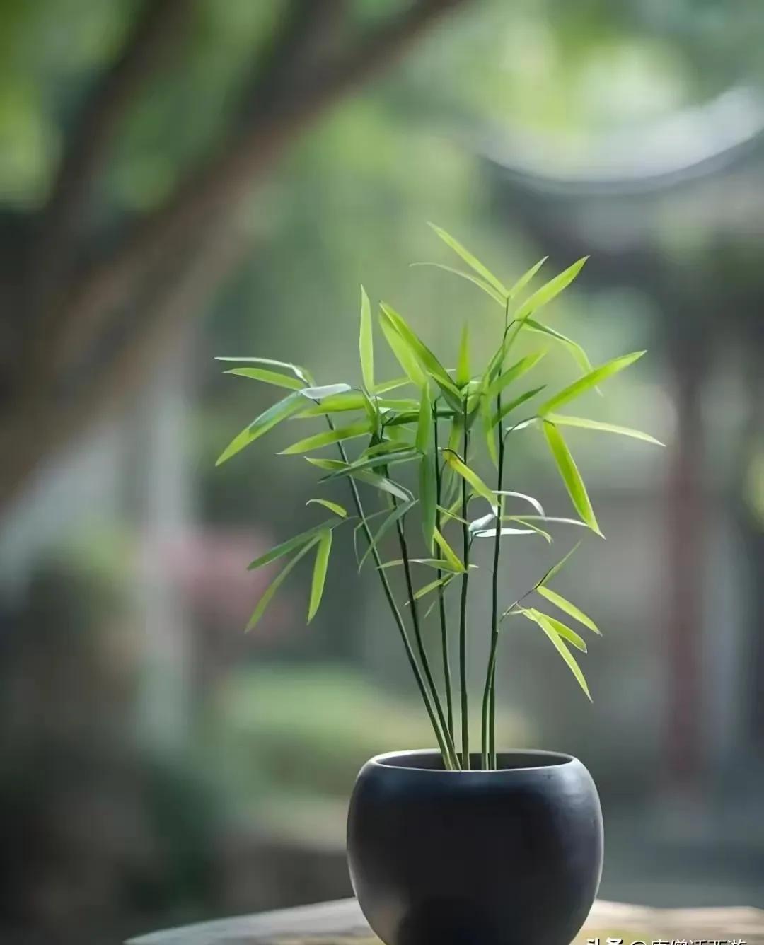 现在社会上有一些现象很能引起大家的反思：
       老年人在为子女买菜做饭，