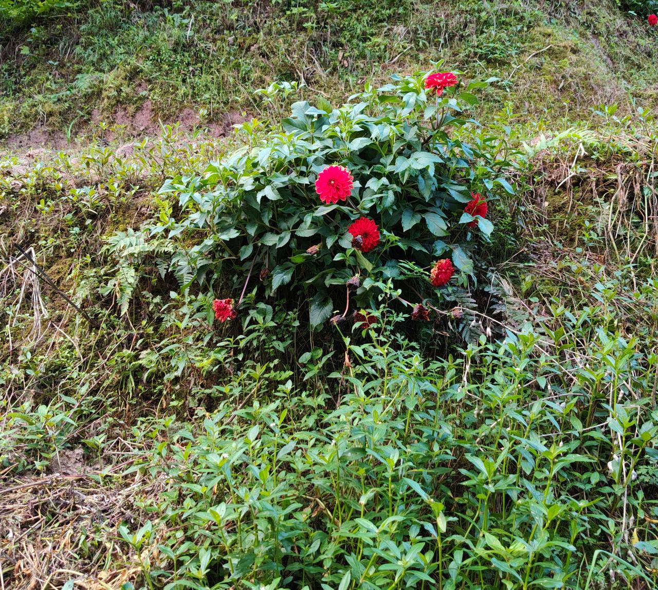 发一张你相册最近拍的花