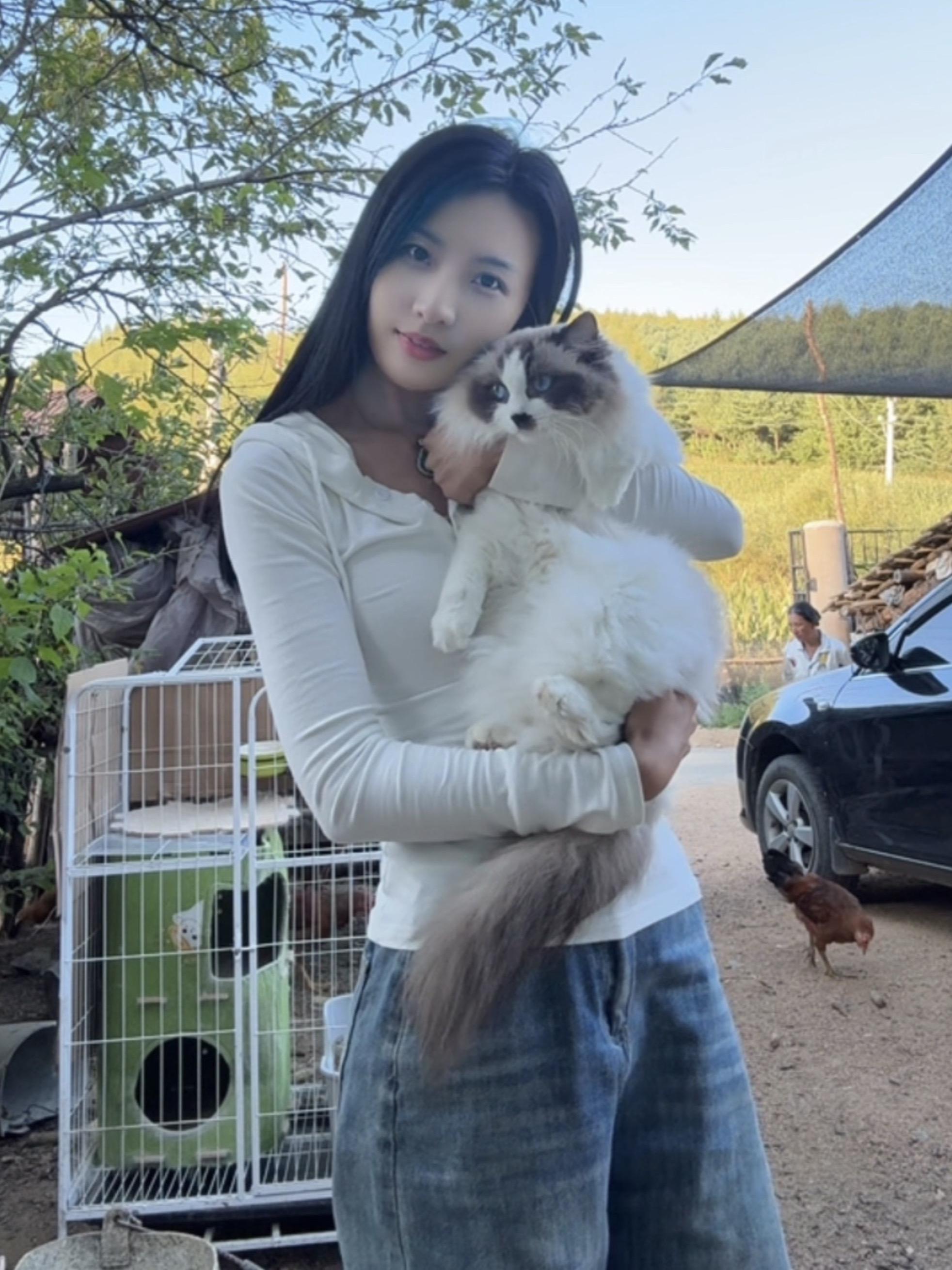 无与伦比的美丽 布偶仙女猫