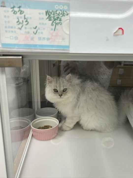 商场里的免费领养