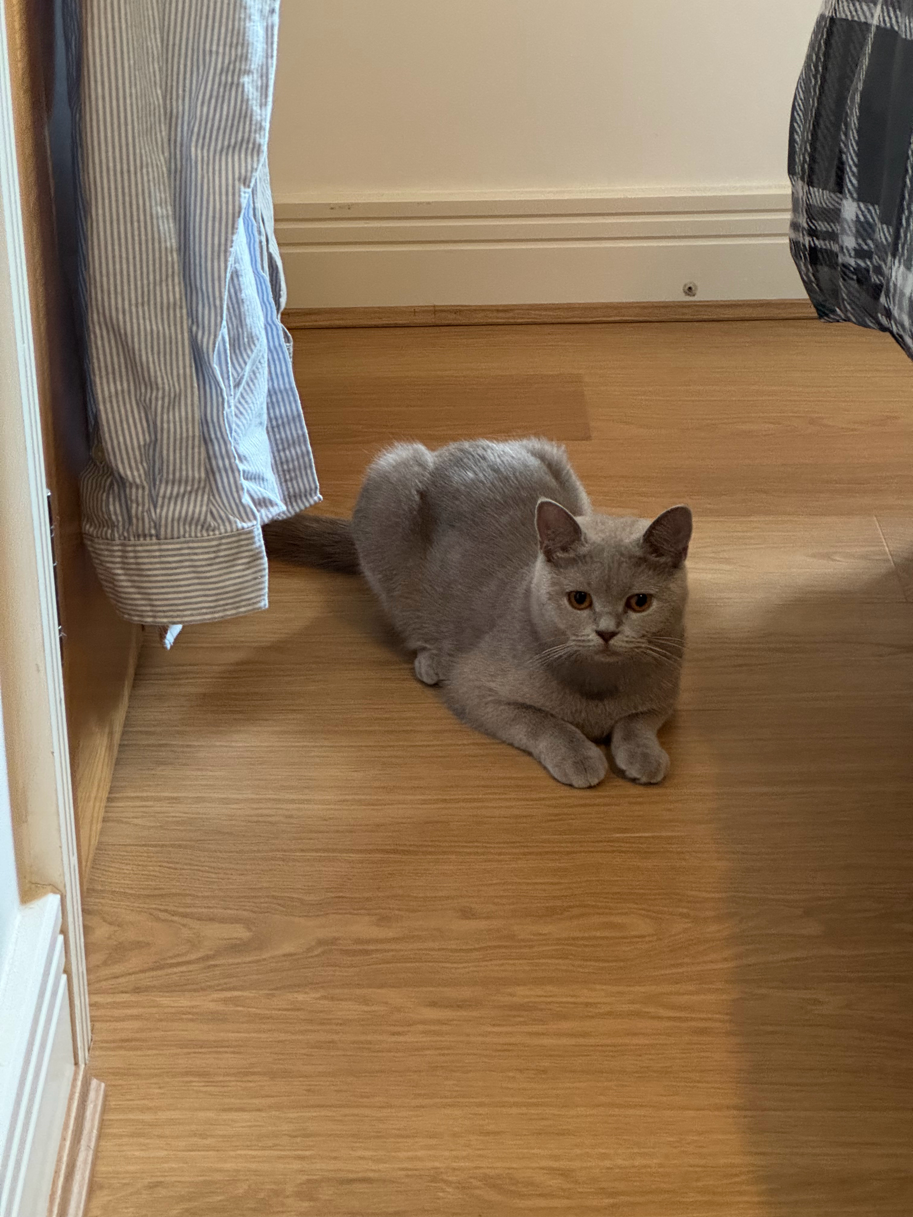 房东的小猫也太可爱了吧！我的日常plog温网2026喵星人