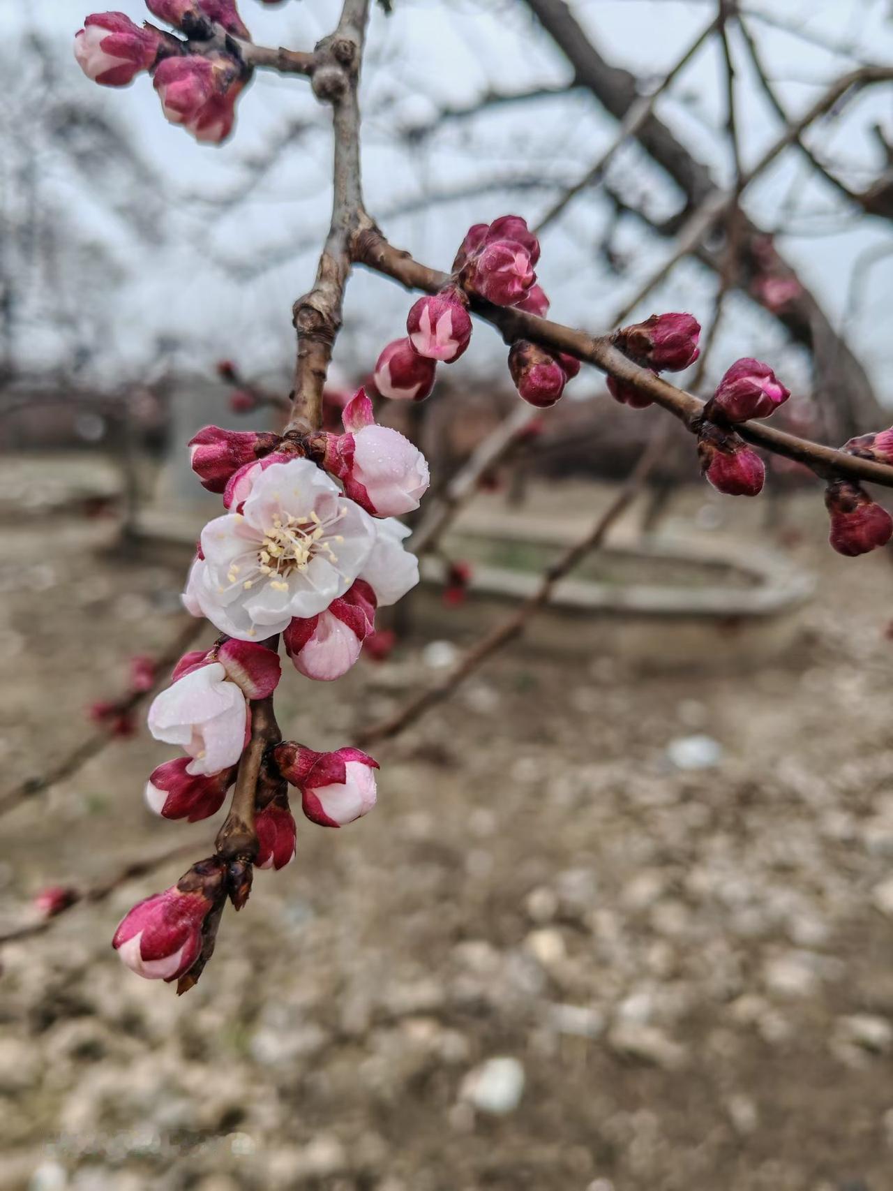 漂亮么？
这是我们这边的小山丘，没有想到已经开花啦🥰
昨天天灰蒙蒙的，吃过早饭