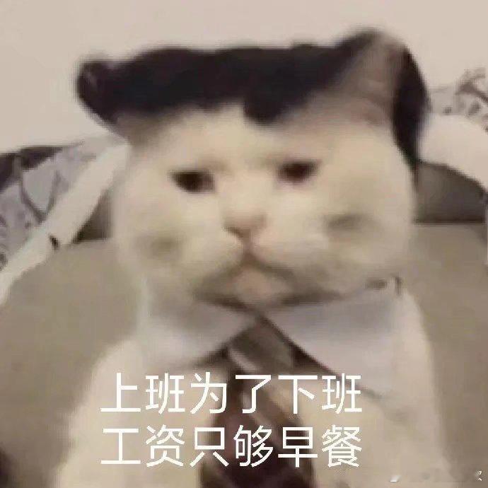 快来安慰一下咪开了个会真是气都耗干了