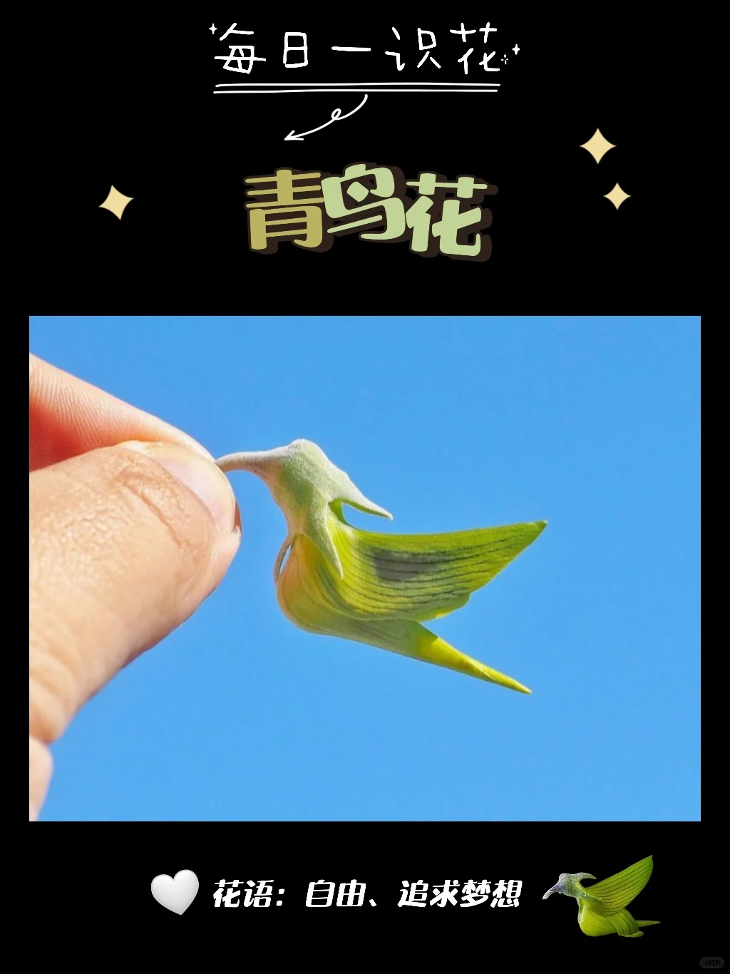 每天认识一种花之【青鸟花】day92