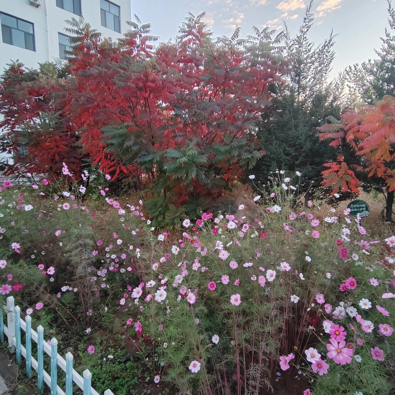 内蒙古，天骄故里，红叶林下的格桑花，开的艳丽无比。
都说夏花灿烂，秋叶静美，但在