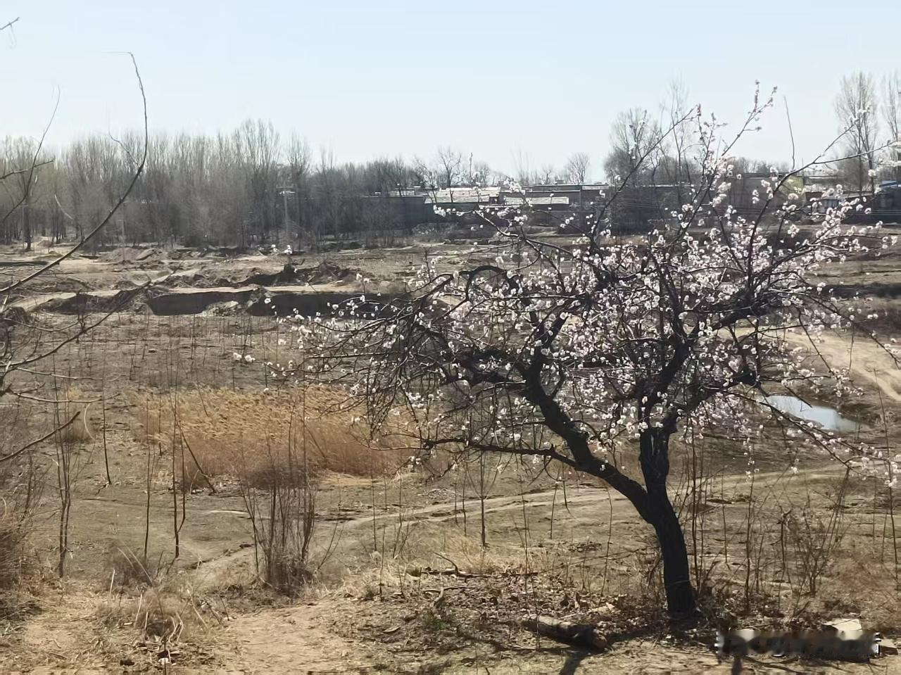 梁东方
漕河这一岸是湖泊湿地芦苇沙滩的景象，对岸则是一家家鳞次栉比的造纸厂，是中