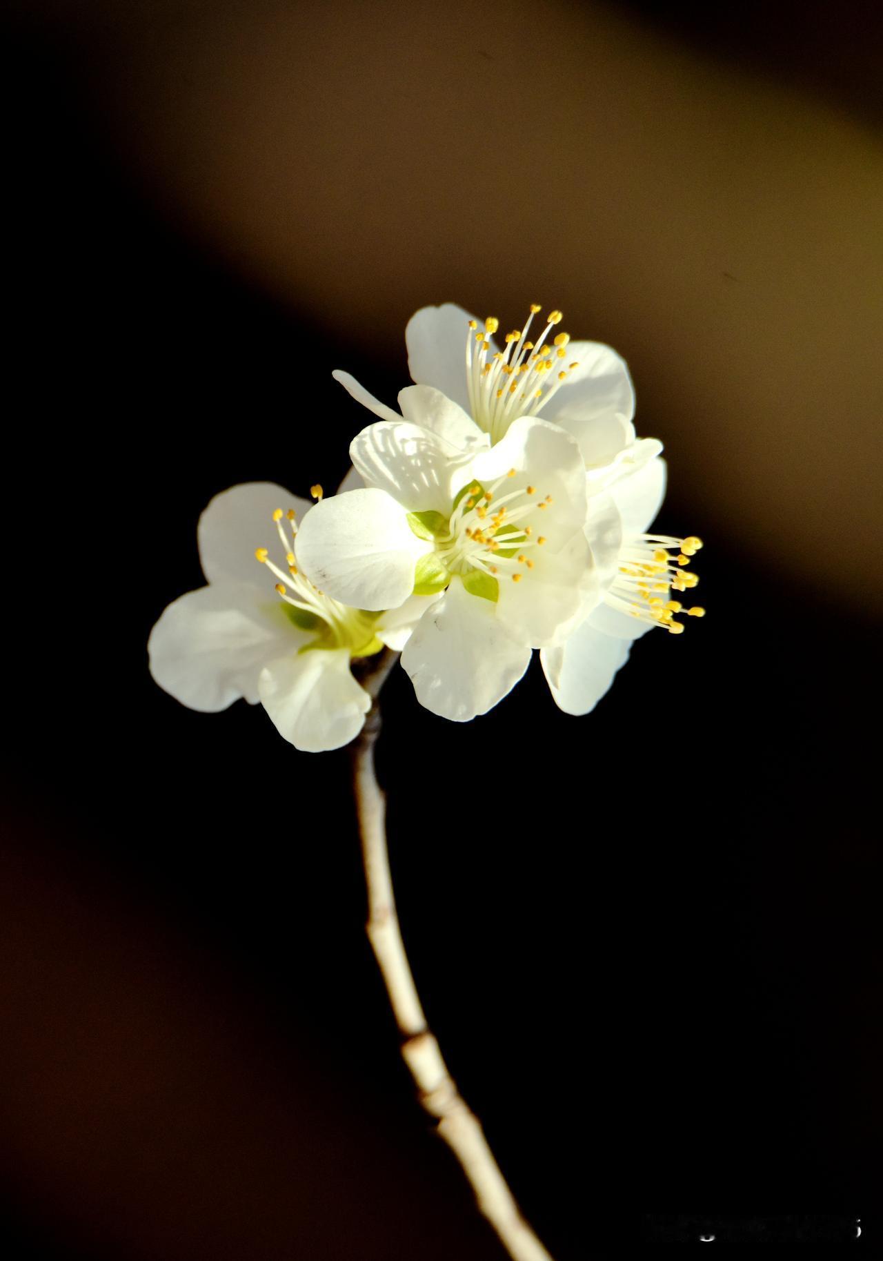 长焦镜头里的山桃花。用长焦大光圈轻松拍出主体清晰、背景虚化的效果。