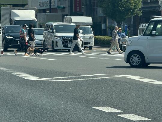 大阪偶遇原产小八嘎