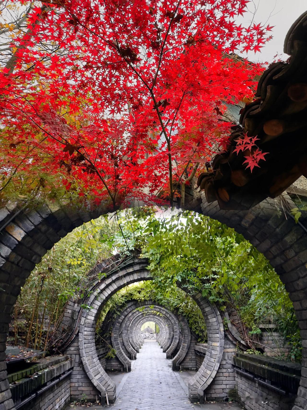 冬雨中重临沙河水街，仿若踏入一幅诗意长卷。沙沙河于微寒里斑斓依旧，红叶似火燃烧在