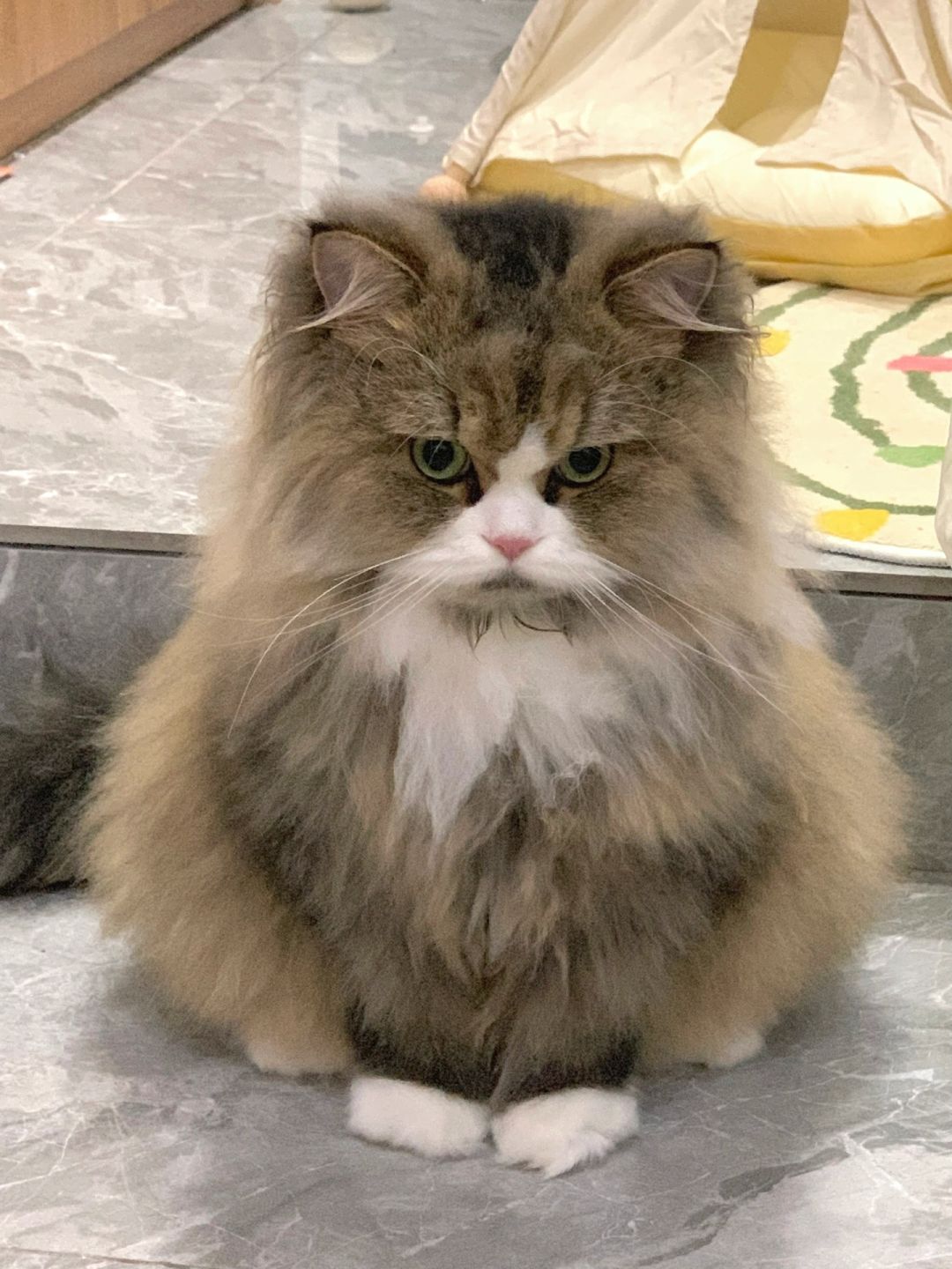 出门被问是不是加肥猫