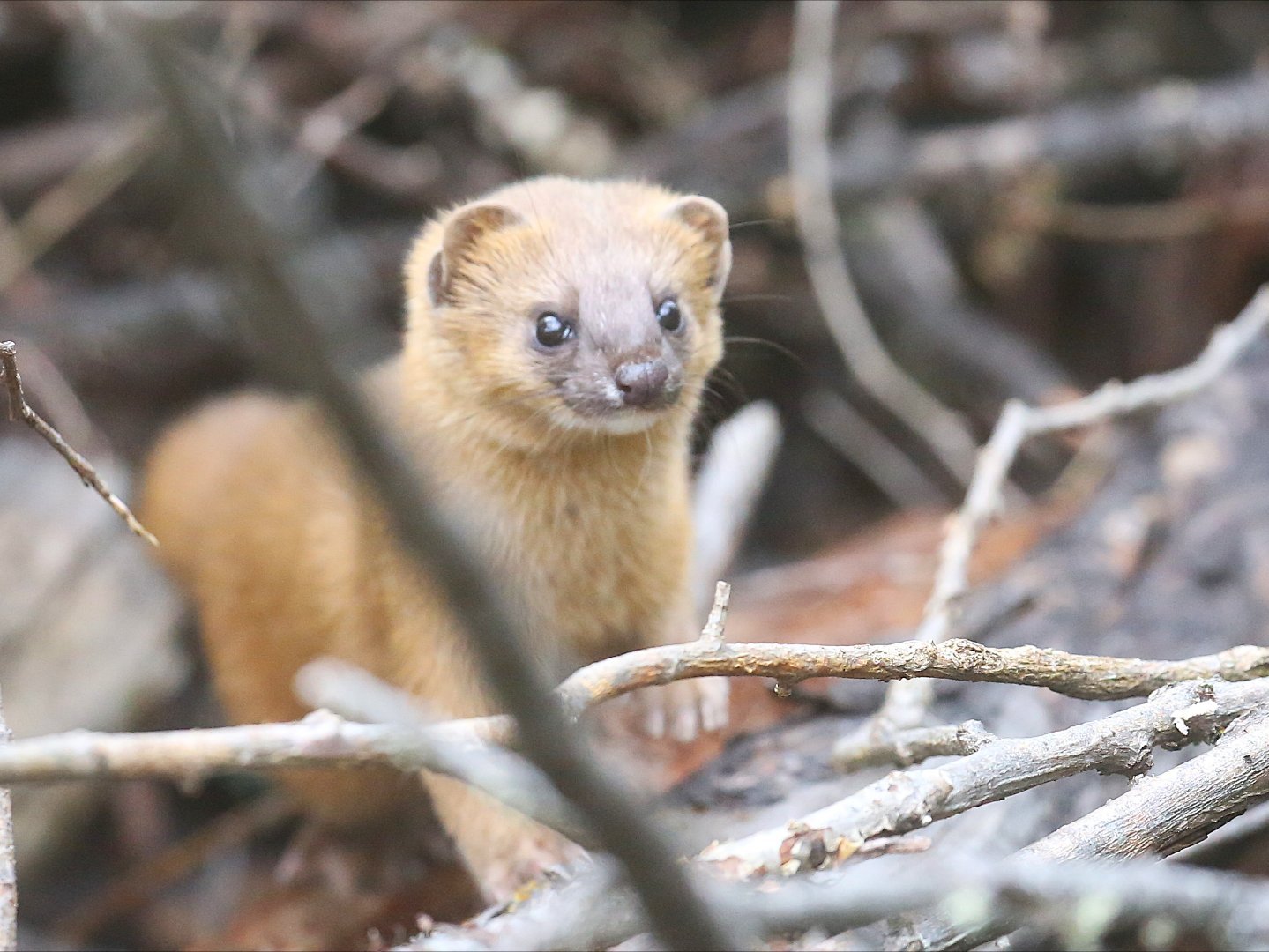 乌禽嶂乃至整个广东南部其实是有两种鼬的，很多人分不清楚，以为都是黄鼠狼，其实真正