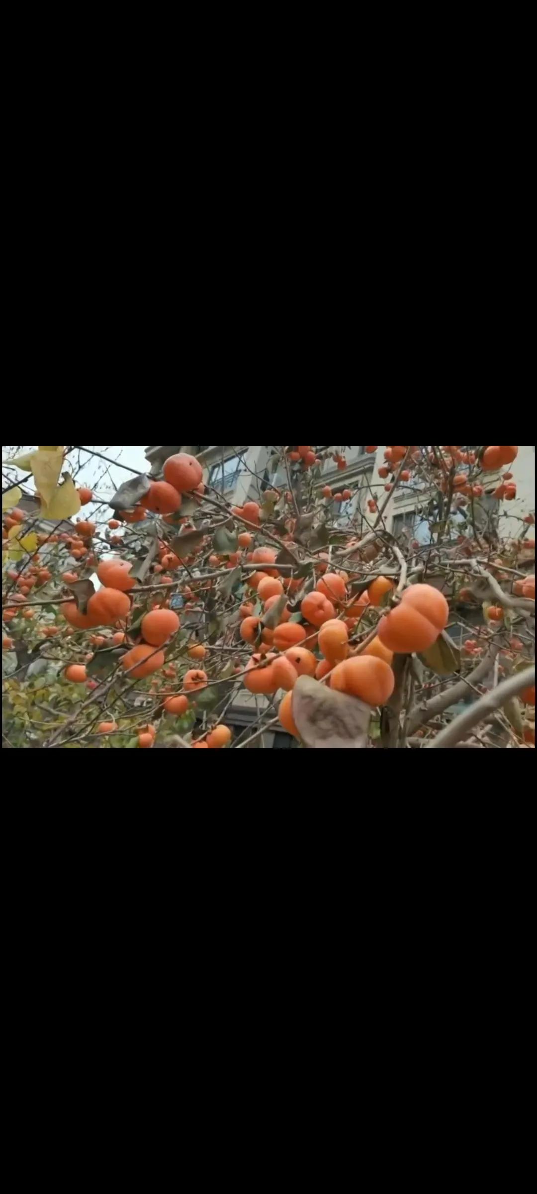 几个柿子，才柿柿如意这个问题不能用数字去回答，也就是说，并不是你拥有的柿子多，就