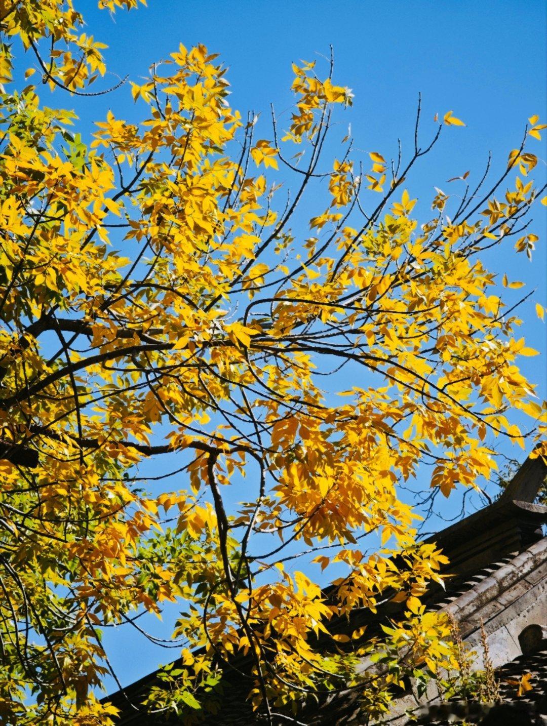 来五四大街捕捉北京的秋天啦！阳光正好，树叶金灿灿的，随手一拍都很好看，秋天的北京