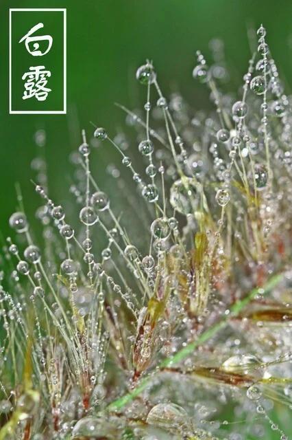 今年白露就在9月7日（周一）22点40分，夏秋正式交棒。老话讲“白露四不吃，福气