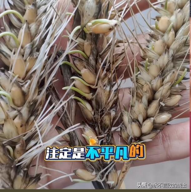 发生在襄阳的“割四赔五”恶果已经显现。

由于当地接连下雨，很多小麦因为来不及收