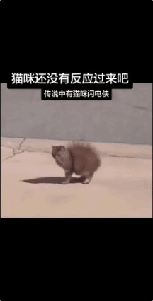 猫咪闪电侠来了，
 快点毛都炸起来了！🤬