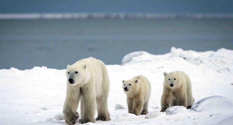近日，加拿大研究人员在北部追踪野生北极熊时，记录到一起极为罕见的事件：一只母北极