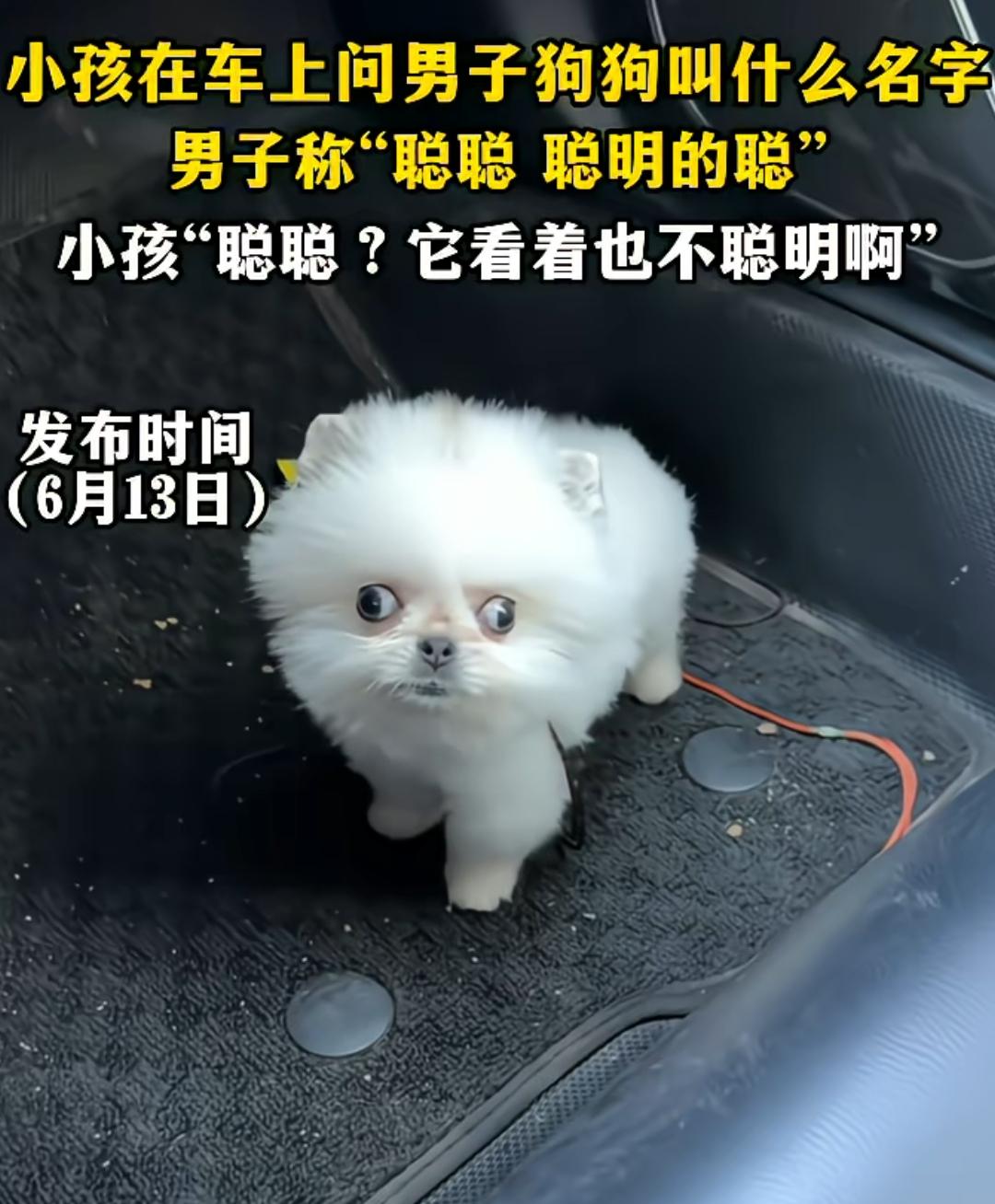 看过斗鸡眼的，第一回见外八眼的狗狗
小眼神挺别致的，左眼站岗右眼放哨！
连名字也
