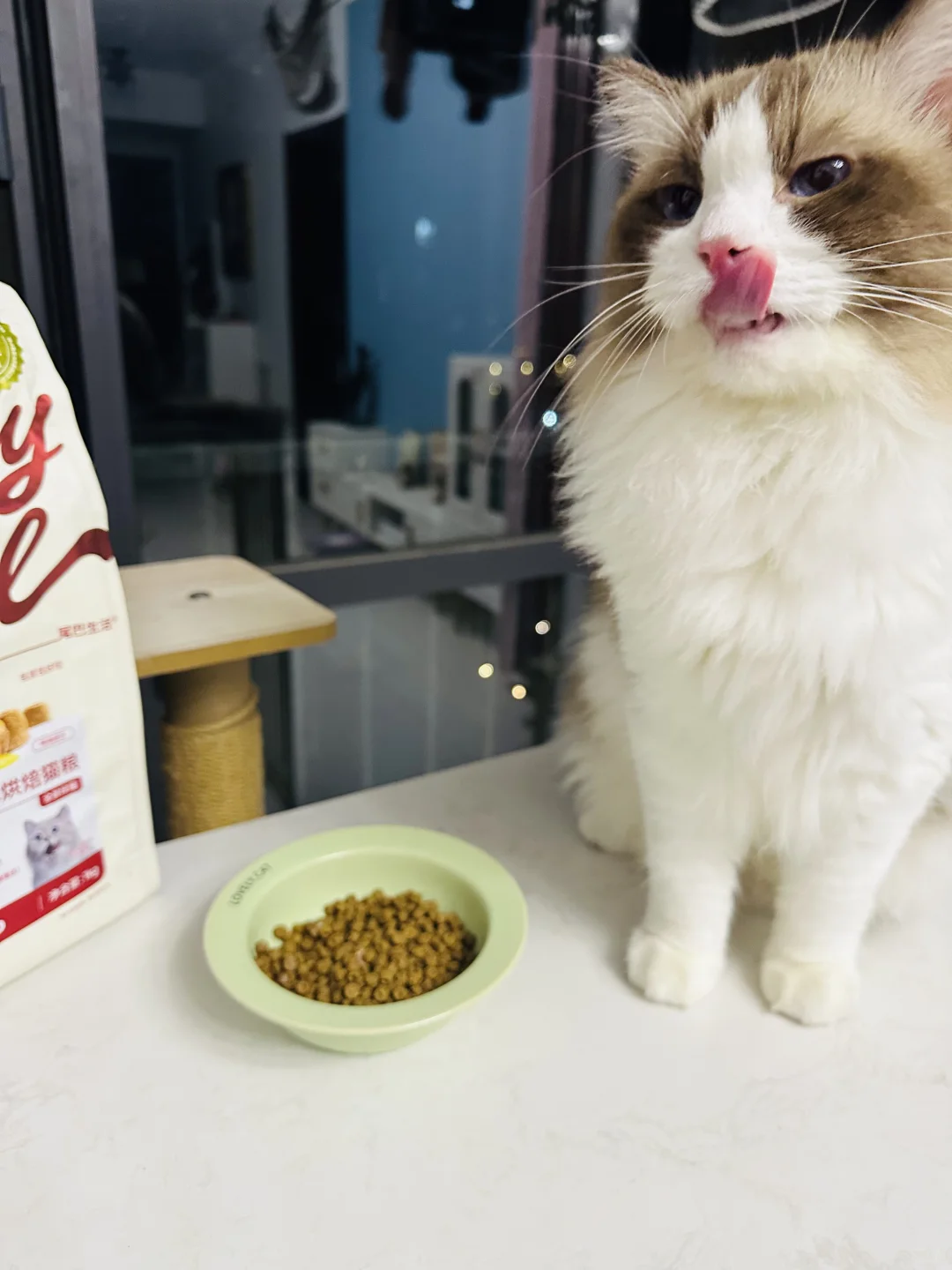 挑食小猫不犹豫！