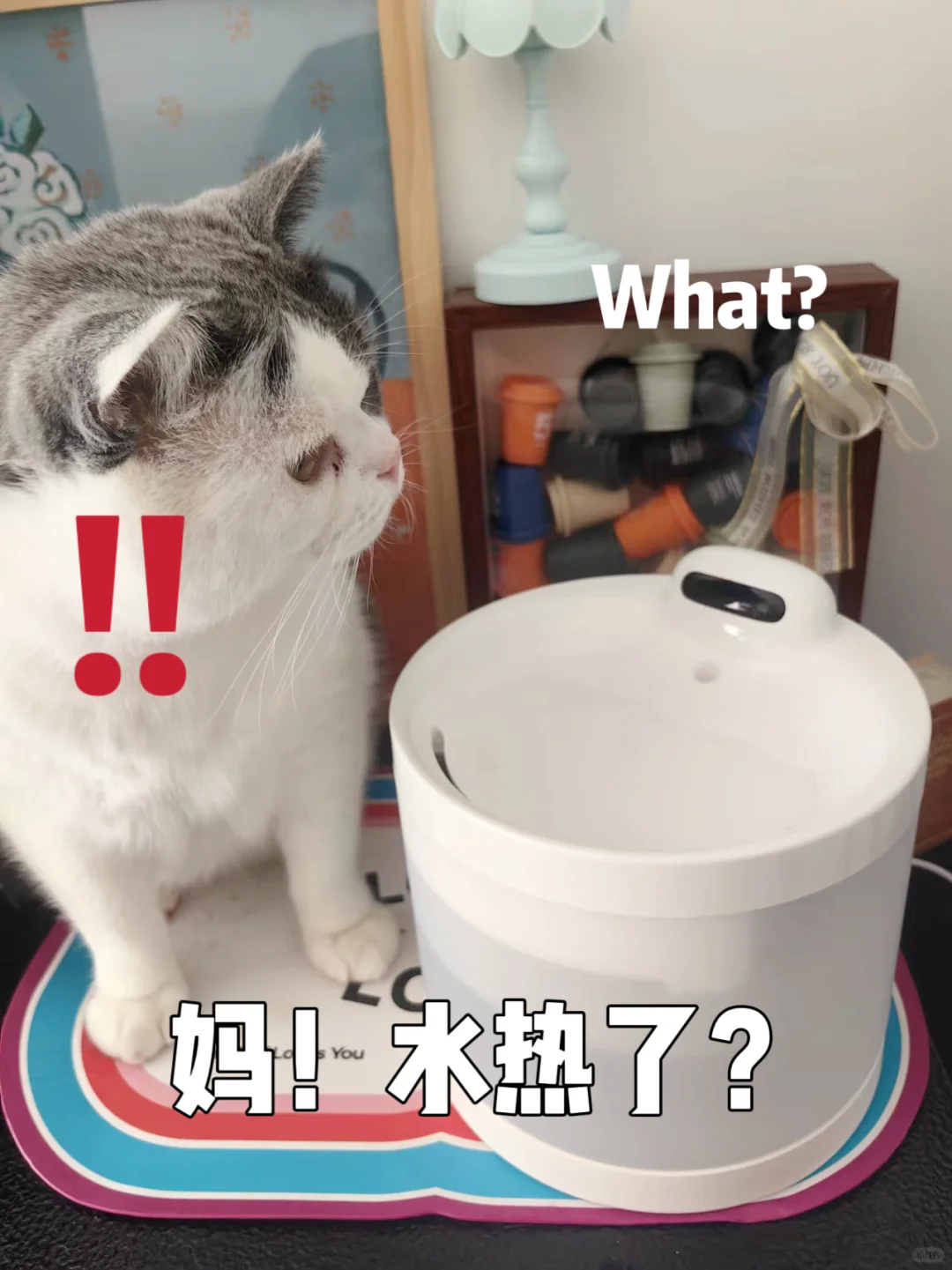 🔥实现猫咪温水自由！恒温饮水机了解一下！