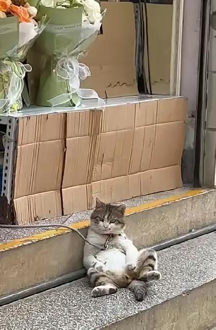这一幕，着实令人心疼。猫猫究竟犯了什么错，竟要被铁链拴起来？这人的心怎会如此狠辣