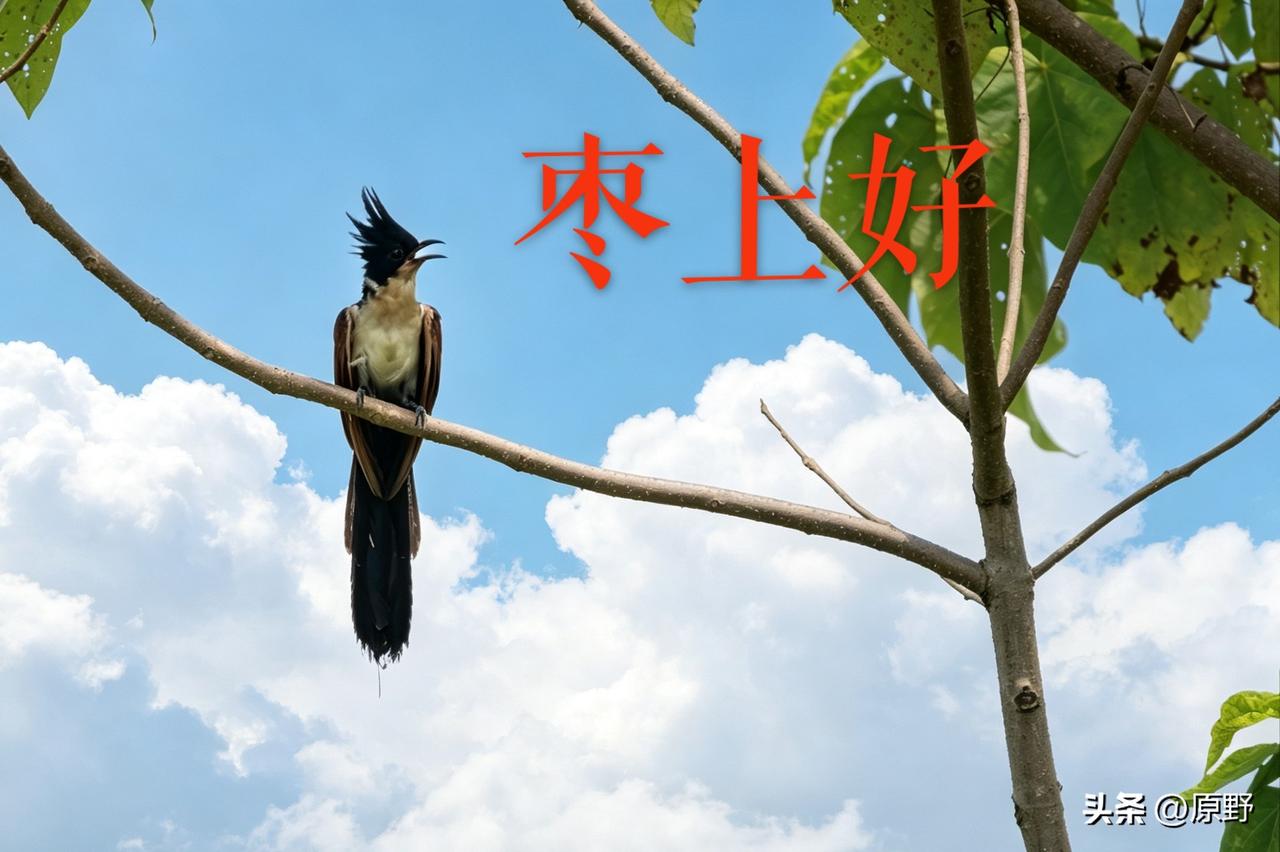 @原野 画面中，红嘴凤头鹃栖于斜枝，姿态灵动，羽冠如墨锋挺立，与蓝天白云形成鲜明