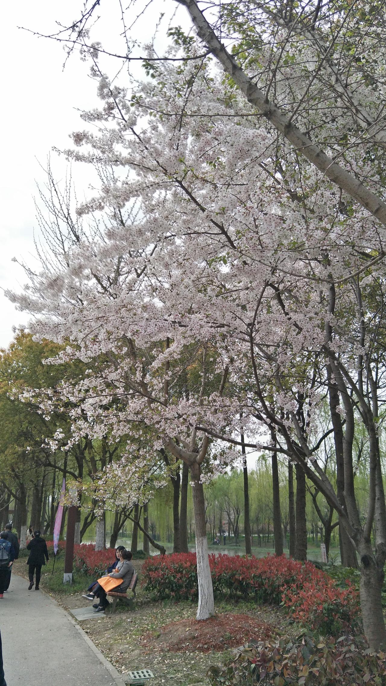 最近开得正旺的除了郁金香🌷
还有玉兰花，接下来就是樱花🌸海棠花🌸的主战场了