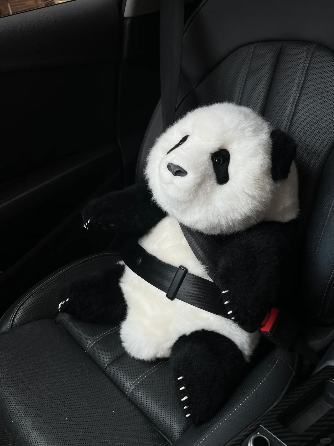 人类幼崽第一次养熊猫🐼，需要注意啥？
