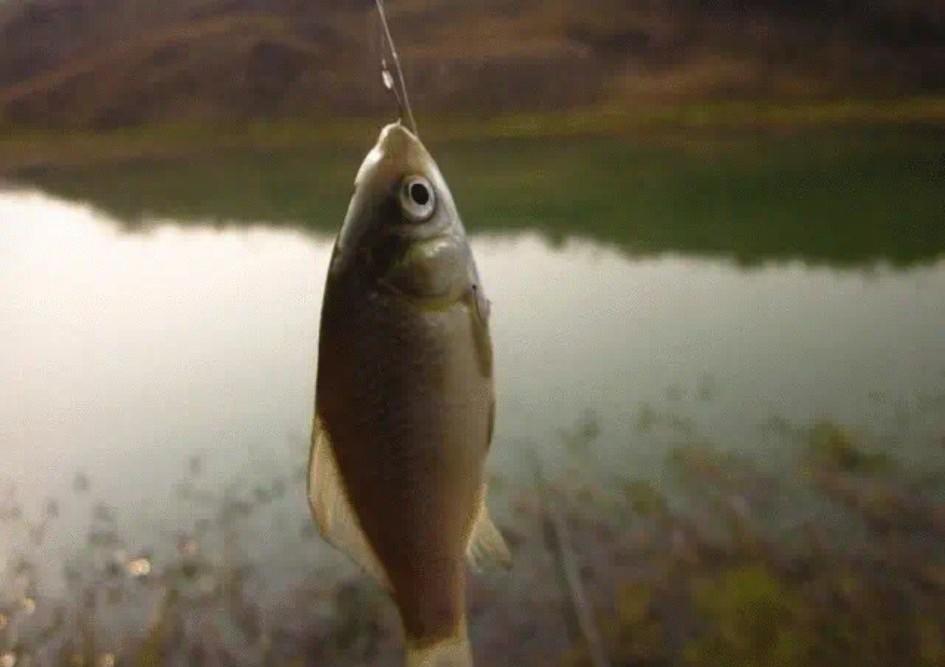 家里早就备着鱼竿，当初老公看别人钓鱼，心里痒痒，跟风入手装备。
满心欢喜，要体验