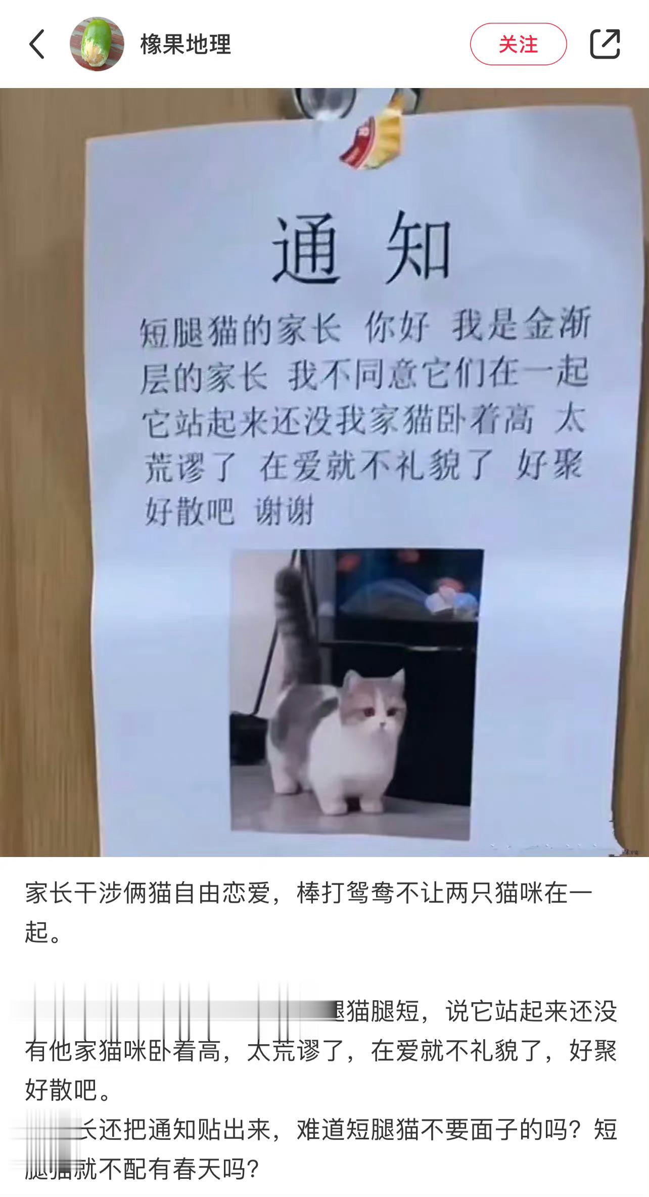 短腿猫也要有春天。。 ​​​