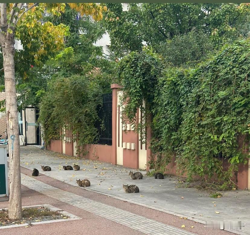 “喂流浪猫的人都是社会底层，文化低的人，所以才会共情流浪猫。”这是我最近看到的一