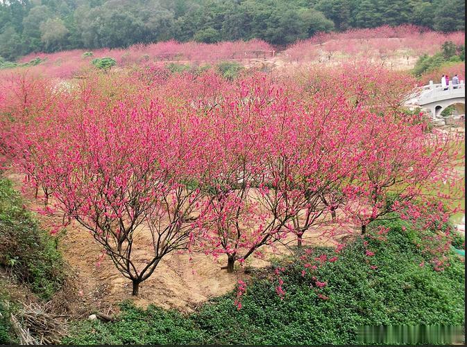 【南国桃园】南国桃园是桃花的世界、鹭鸟的天堂。南海观音寺、碧波湖鹭鸟天堂和全国四