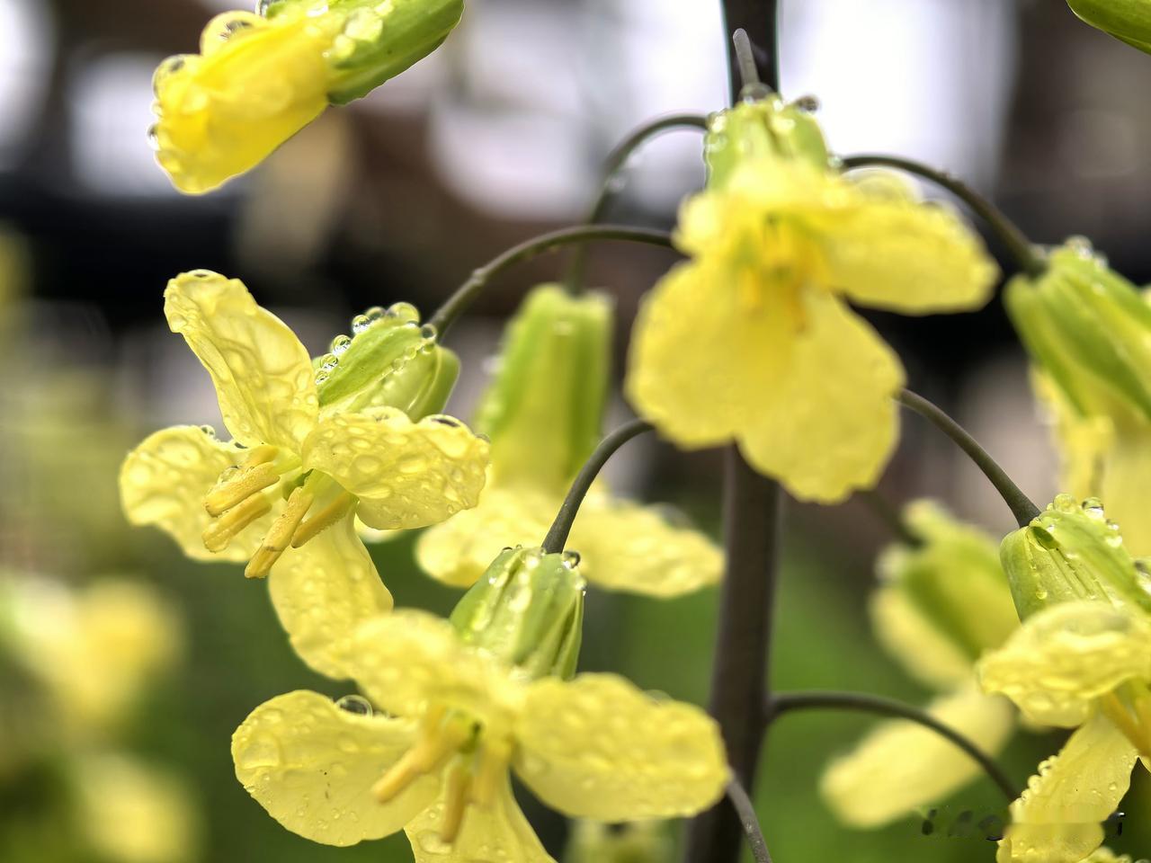 有没有漂亮的花朵图片吗我种的羽衣甘蓝开花了，意外呀！打算留下种子继续种。