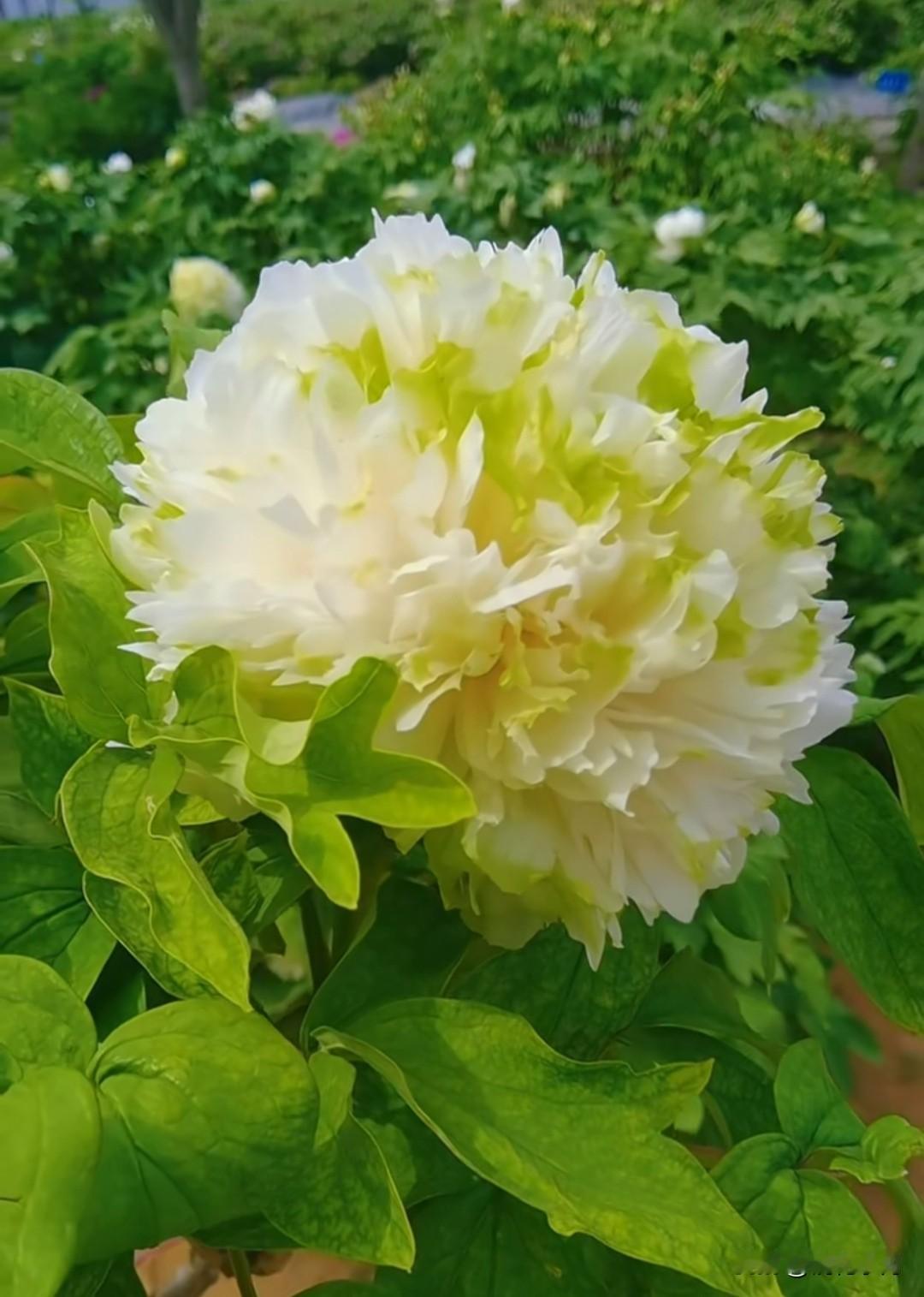 洛阳神颜牡丹——春柳！稀有绿色系，初开全绿，盛开白绿渐变，绣球花型超饱满 。作为