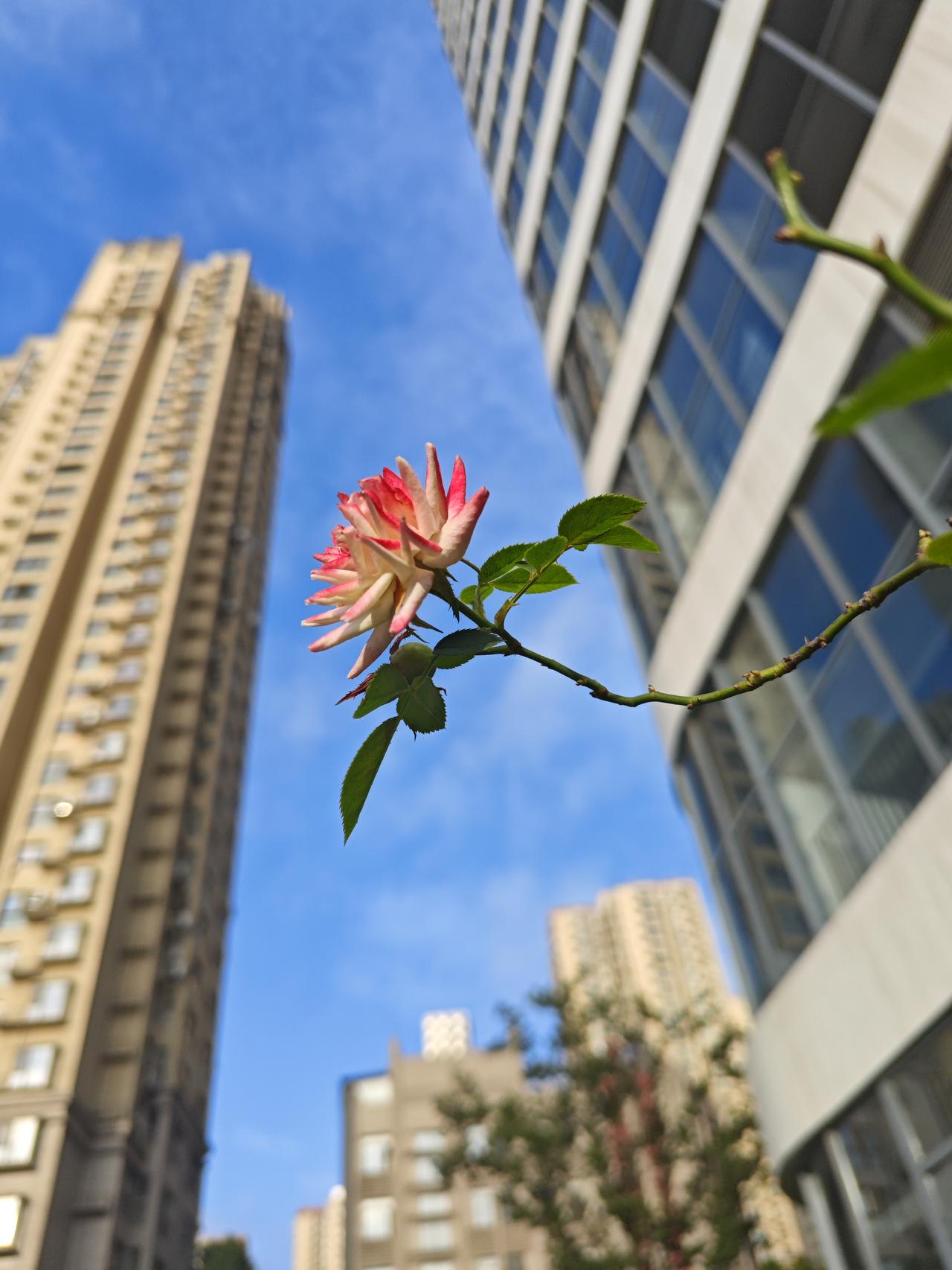 [啤酒]拍摄方法｜手机调至人像模式，获得背景虚化，这样更能突出主体；构图，采用低